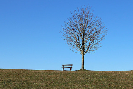 green tree with brown bench on green grass thumbnail