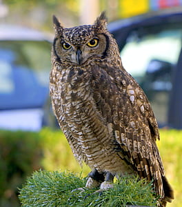 strix owl perching on grass thumbnail