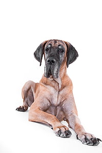 adult great dane thumbnail