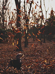 wire-haired fawn and blue dog stands under brown falling leaves at daytime thumbnail