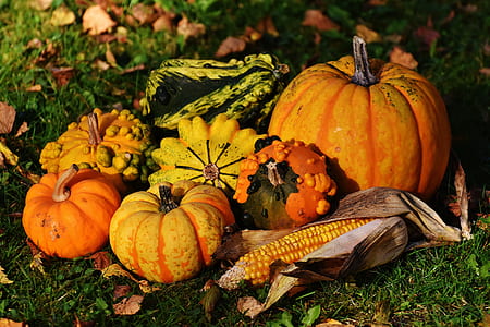 orange pumpkins on green grass thumbnail