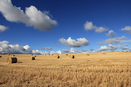 brown wheat filed thumbnail