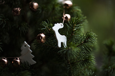 close up photo of Christmas tree thumbnail