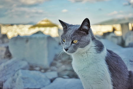 Grey Cat thumbnail
