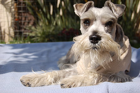 salt and pepper schnauzer close-up photography thumbnail