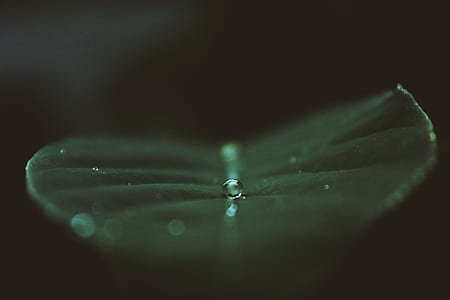 tilt shift lens photography of water droplet thumbnail
