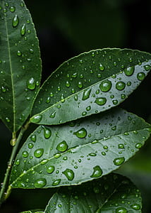 Green Leaves With Water Drops thumbnail