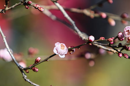 shallow focus photography of pink petaled flower thumbnail