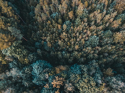 aerial view photography of forest thumbnail