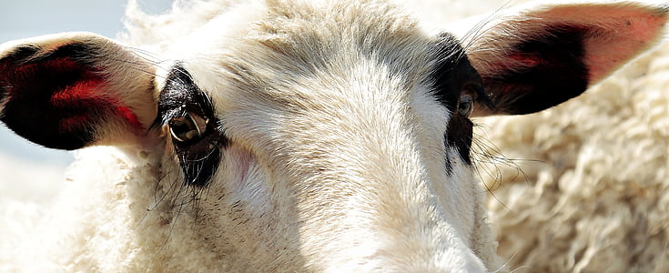 close up photo of white goat thumbnail