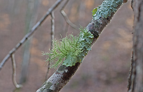Lichens On Fallen Branch, Lichen thumbnail