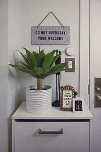 Green Dracaena Plant With White Pot on White Wooden Surface thumbnail
