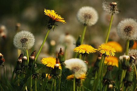 yellow and white dandelion flowers thumbnail