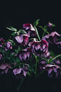 purple flowers with green stems thumbnail