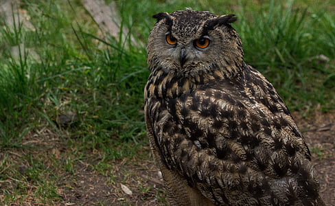 closeup photography of brown owl thumbnail