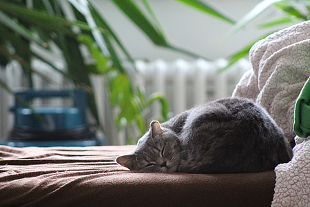 gray cat laying on brown mattress thumbnail
