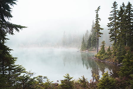 body of water beside trees thumbnail