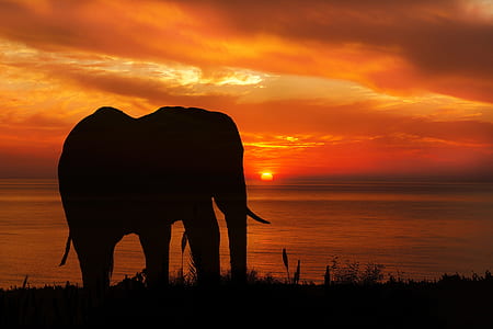 silhouette of elephant on grass during sunset thumbnail