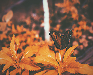 butterfly, leaf, orange, nature thumbnail