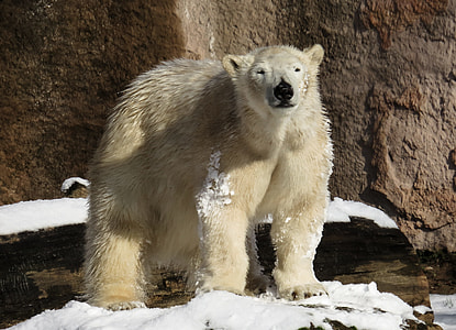 polar bear thumbnail