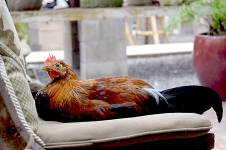 orange and black rooster on sofa thumbnail