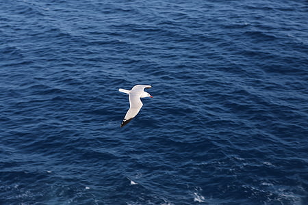 white bird flying over blue ocean water thumbnail