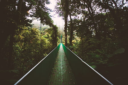 straight pathway with fence between green trees at daytime thumbnail