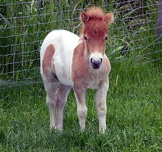 white and brown horse standing on green grass field thumbnail