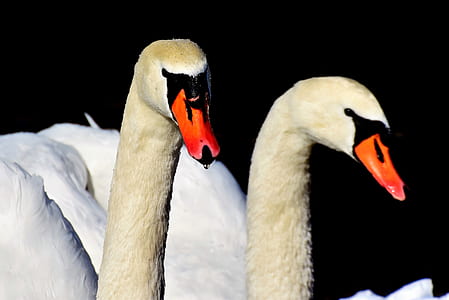 two white swans thumbnail