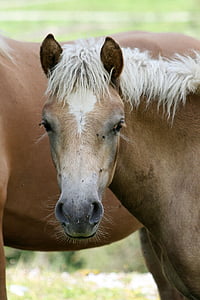 selective focus photography of brown horse thumbnail
