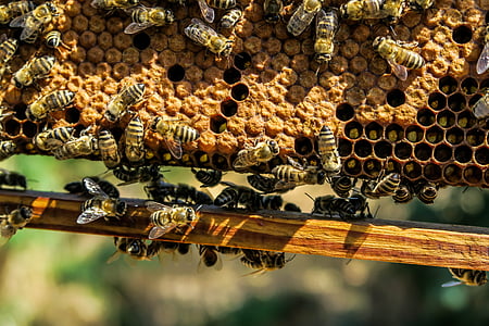 bees on hive thumbnail