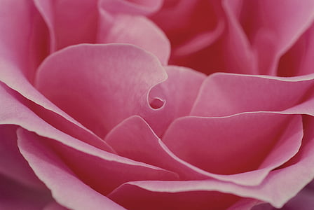 pink flower petal illustration thumbnail