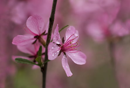 selective focus photo of pink cherry blossoms with water droplets thumbnail