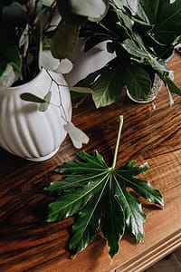 Aralia Leaves thumbnail