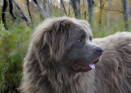 medium short-coated gray dog on focus photo thumbnail