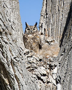 two brown owl on brown tree thumbnail