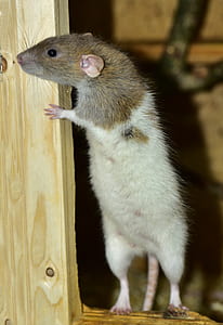 brown and white rat thumbnail