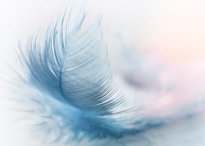 blue feather with white background thumbnail
