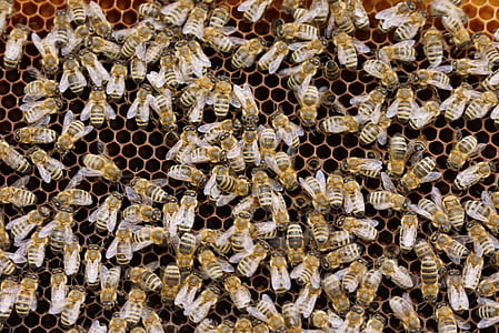 swarm of bees on hive thumbnail
