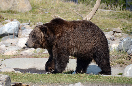 grizzly bear on rock formation during daytime thumbnail
