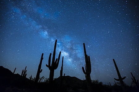 silhouette of cactus photography thumbnail