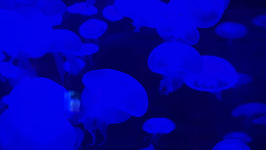 jelly fishs floating thumbnail