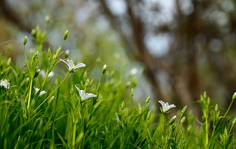 focus photography o f white petaled flower thumbnail