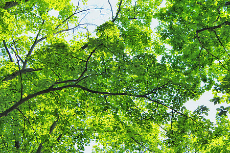 bottom photography of tree leaves thumbnail