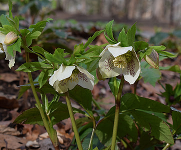 White Hellebore, White Lenten Rose thumbnail