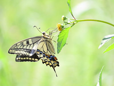 zebra swallowtail butterfly perched on flower thumbnail