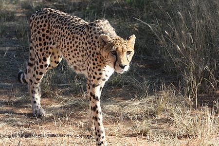 brown and black cheetah on field thumbnail