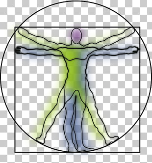 3 Homem Vitruviano Png Cliparts For Free Download Uihere