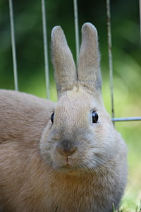 brown rabbit thumbnail