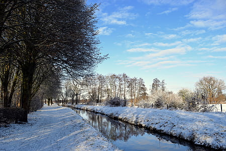 green trees thumbnail